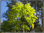 foto Flora e la Fauna alle Seychelles